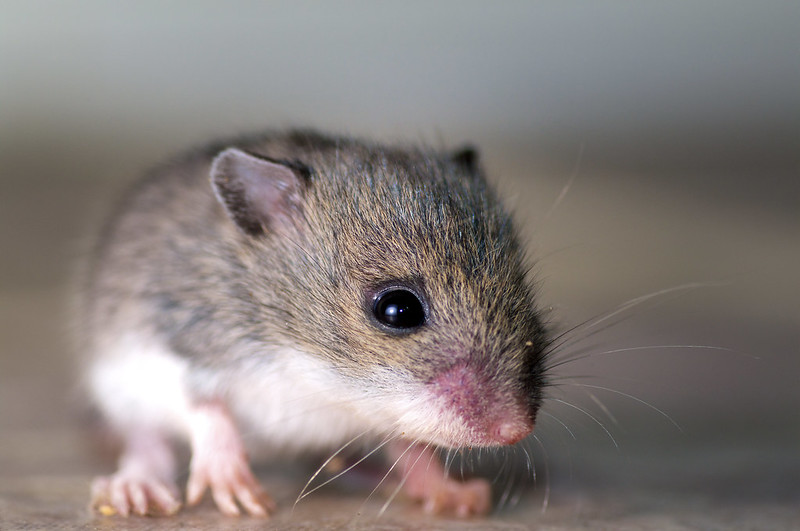 seasonal-pest-guide-nyc