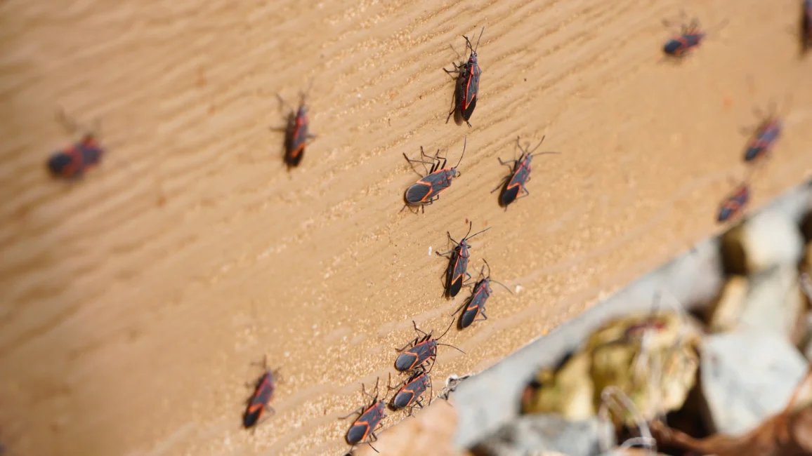 Boxelder Bugs Gathering on a House Wall in Autumn.