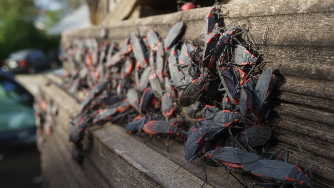 Box Elder bug large breeding infestation group on wood fence